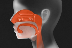 人体结构咽喉肺部医学图片PSD分层素材