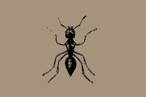 昆虫虫子复古手绘甲虫蚂蚁蜜蜂独角仙矢量素材