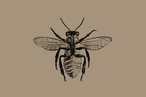 昆虫虫子复古手绘甲虫蚂蚁蜜蜂独角仙矢量素材