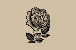 复古手绘玫瑰花花朵插画矢量素材